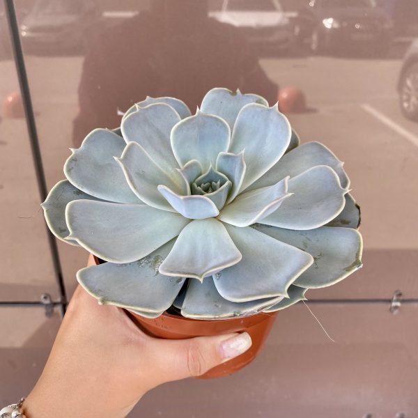 Суккулекнт