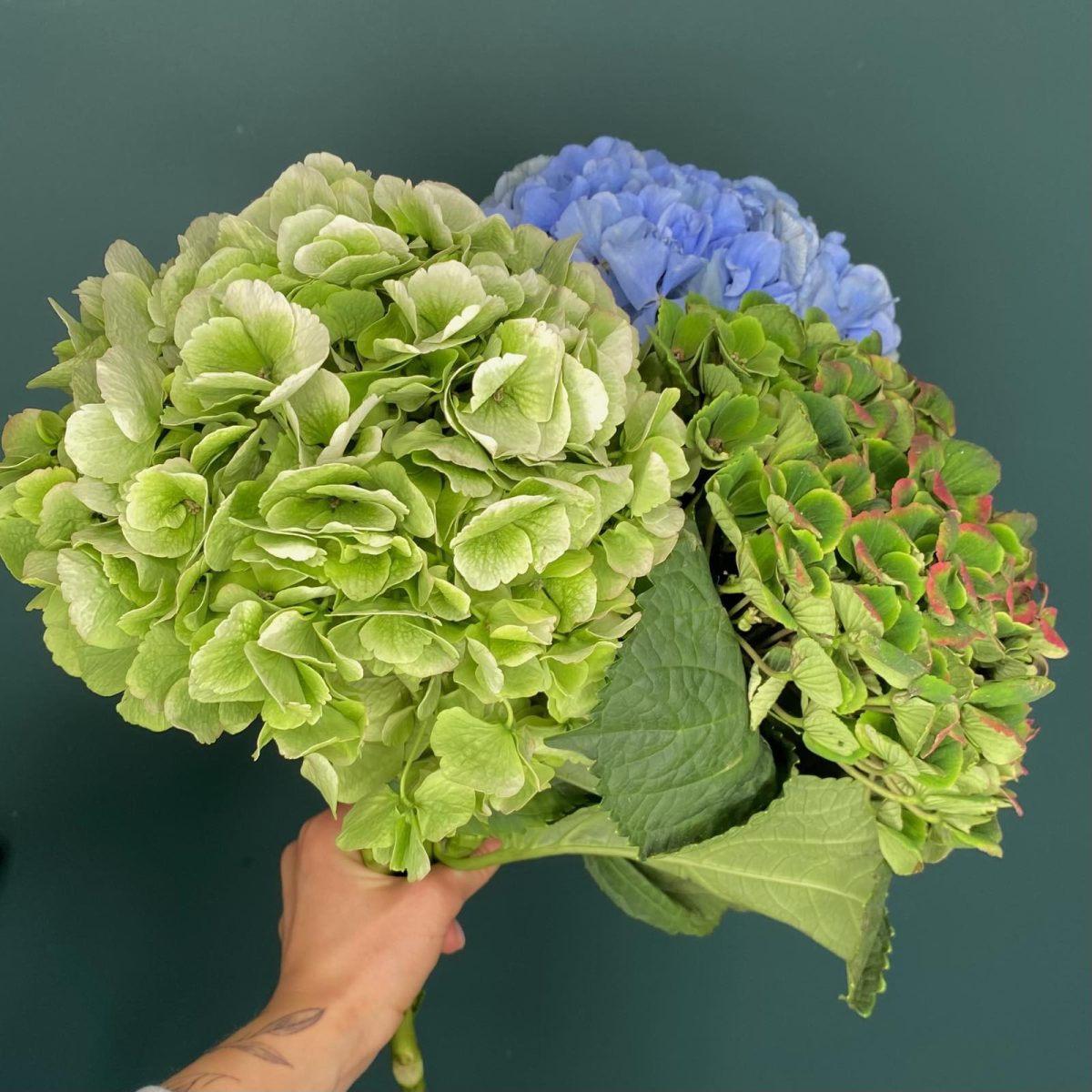 Акция! Букет из 3 гортензий — изображение 2