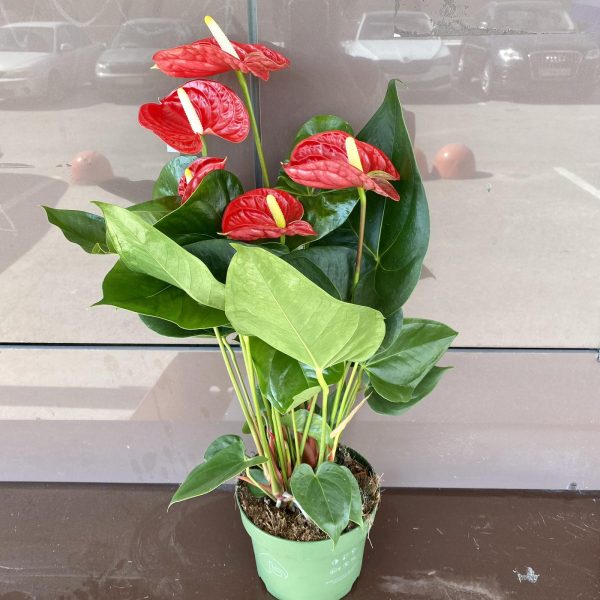 Антуриум - мужское счастье (большой)