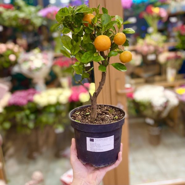 Каламондин (мандарин)