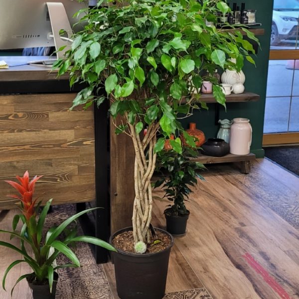 Фикус Бенджамина