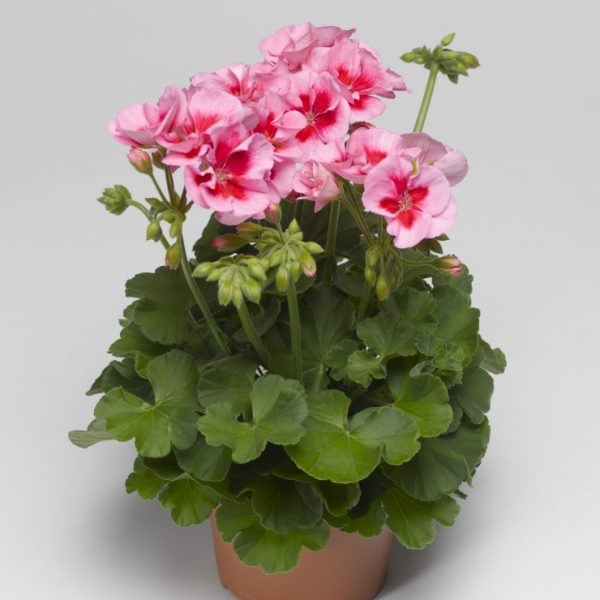 Пеларгония ампельная