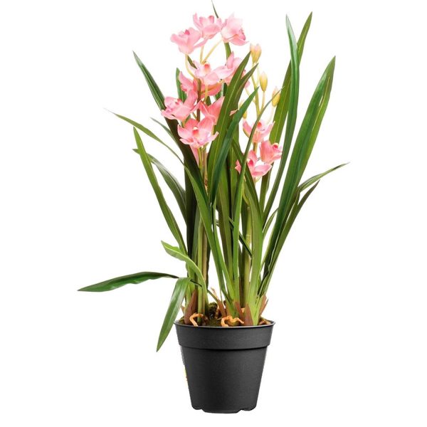 Орхидея Цимбидиум в горшке