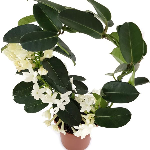 Стефанотис