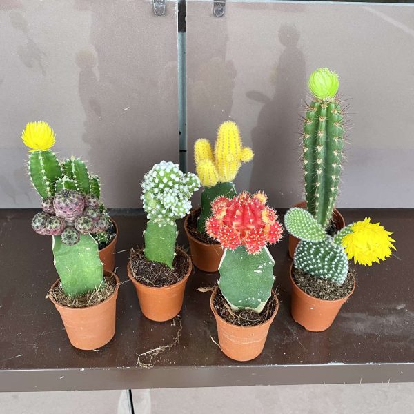 Гимнокалициум