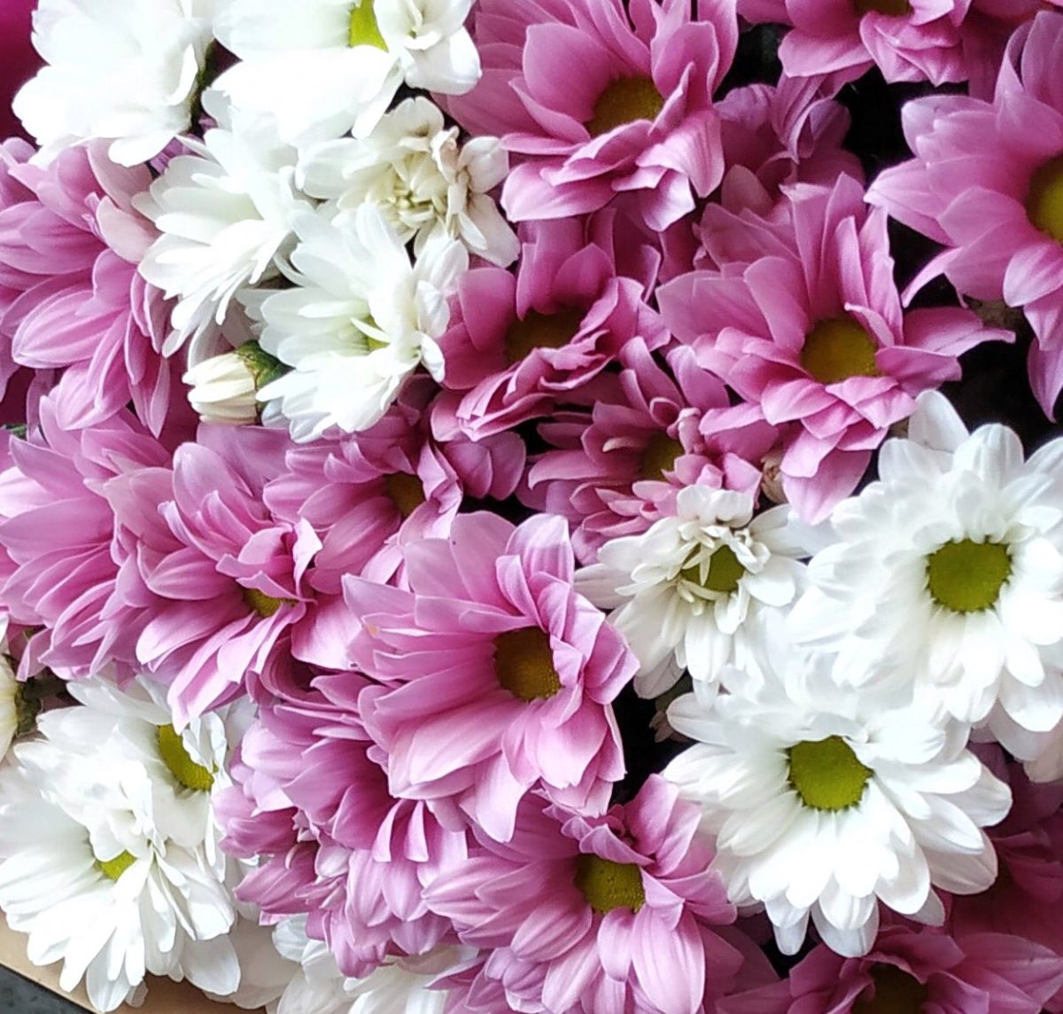 Букет из хризантем Эйфория — изображение 3