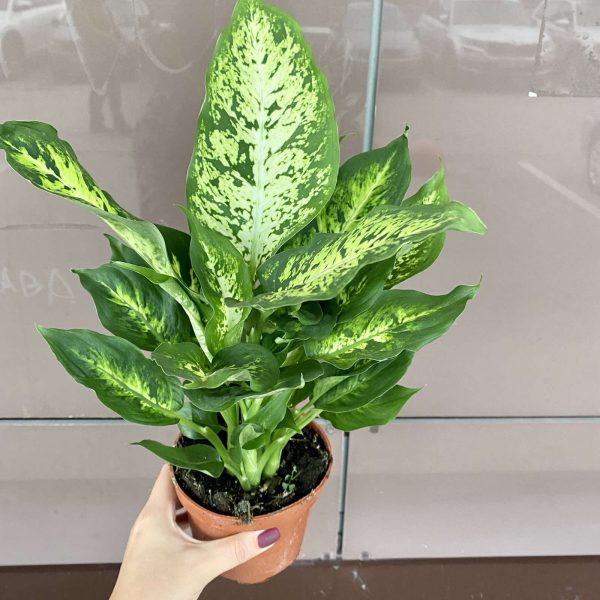 Дифинобахия