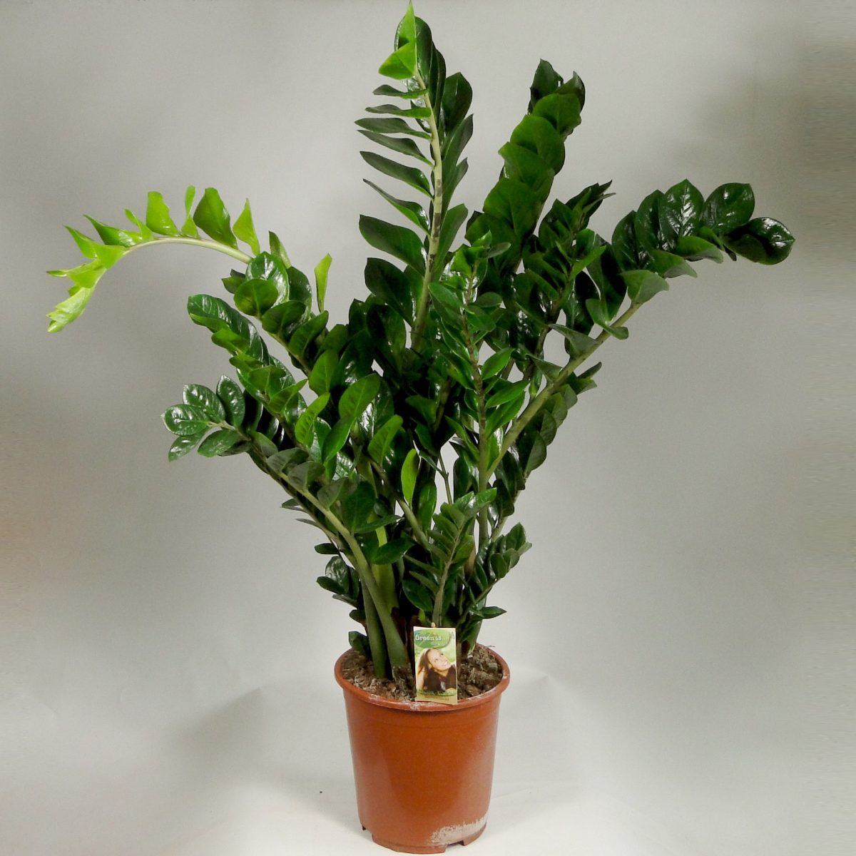 full_abba2645446bb53d6ea30c351fe0cce6 Замиокулькас — изображение 1