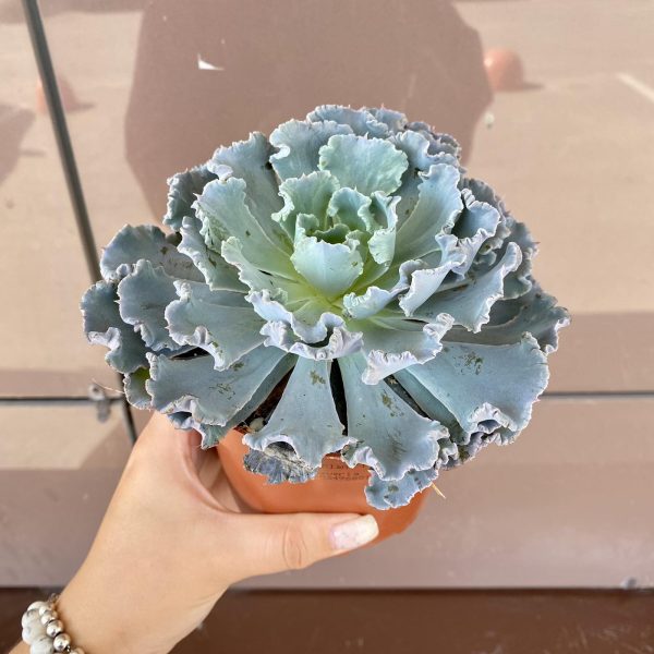 Суккулекнт