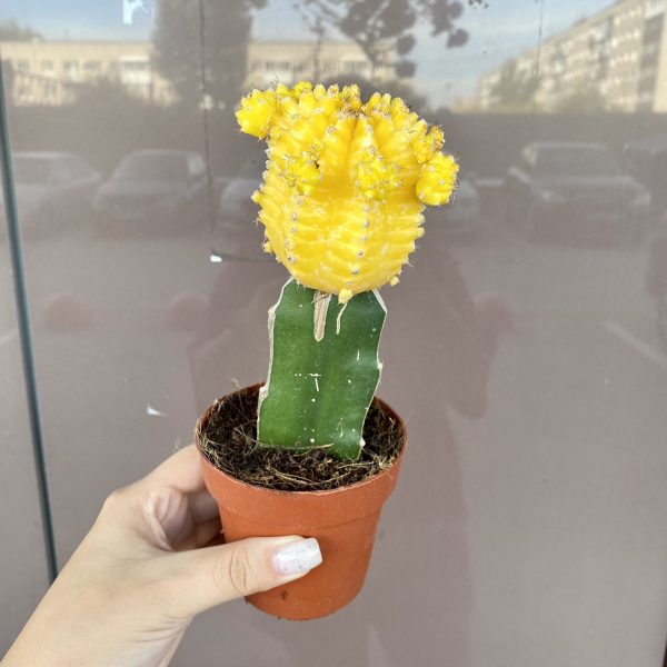 Гимнокалициум желтый
