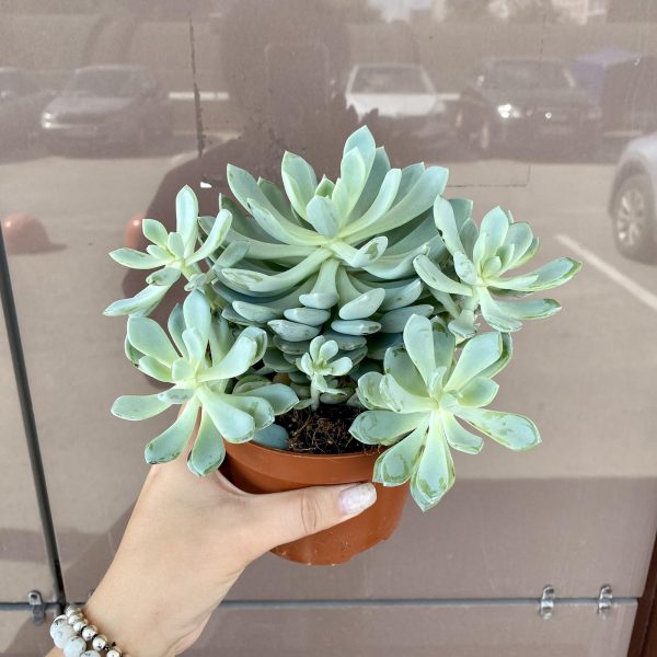 Суккулекнт