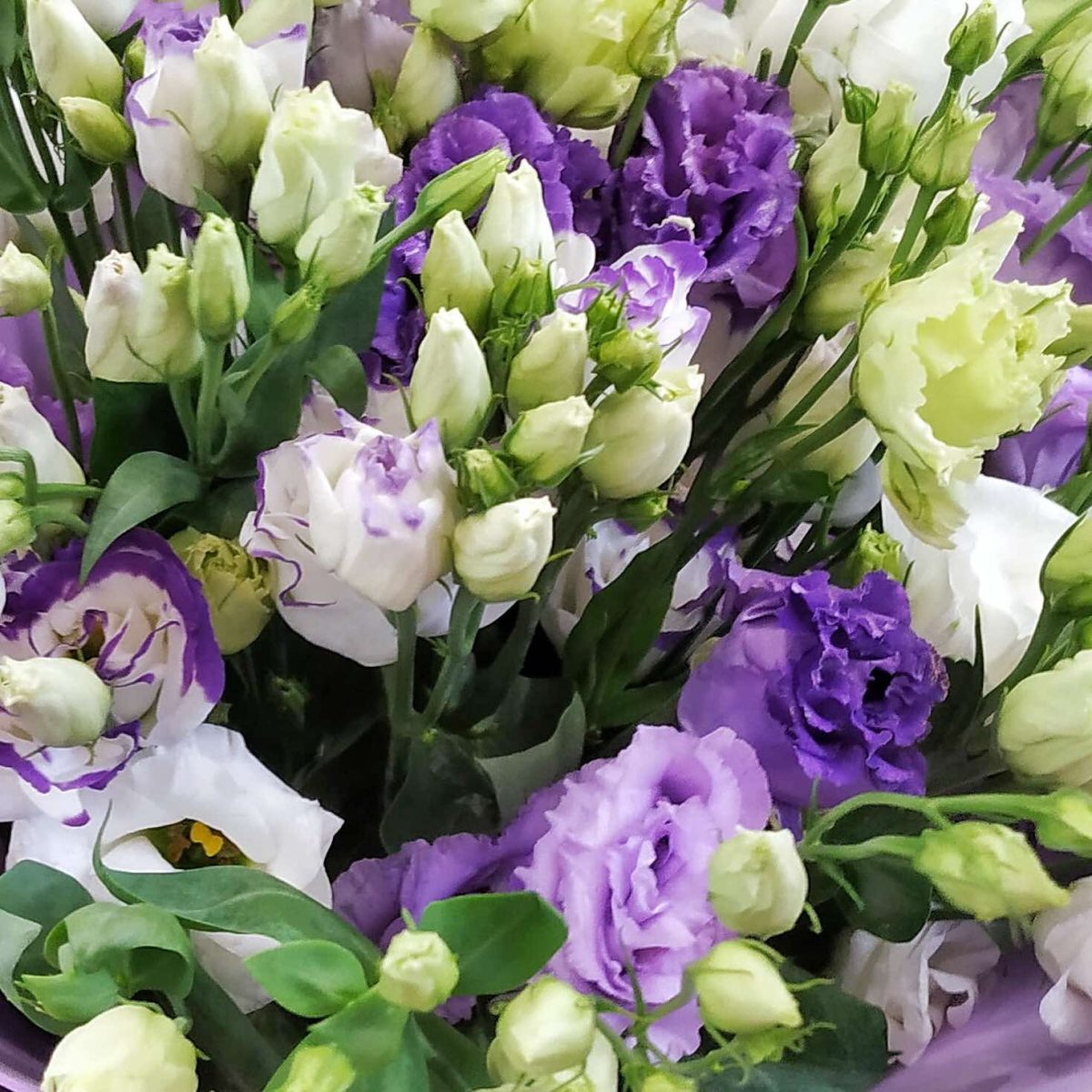 Букет из 19 белых и сиреневых эустом — изображение 3
