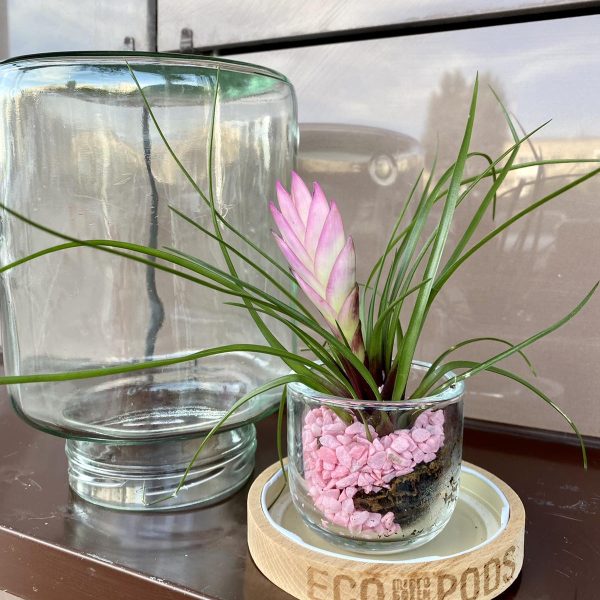 Тиландсия в стекле