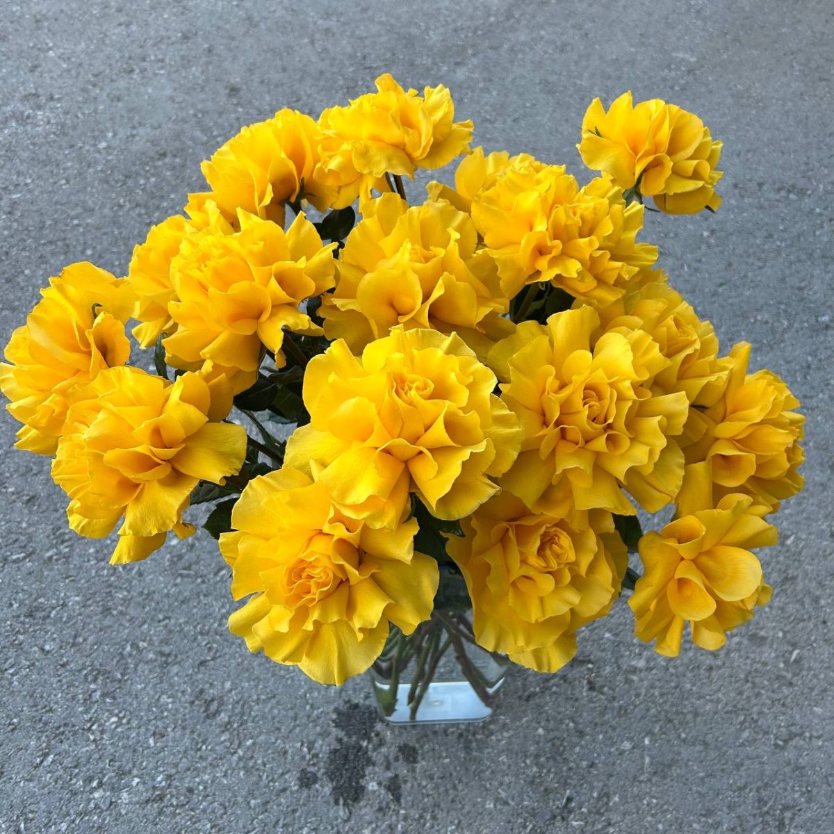 Букет из 15 вывернутых французских роз 60 см — изображение 2