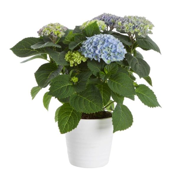 Гортензия в горшке голубая