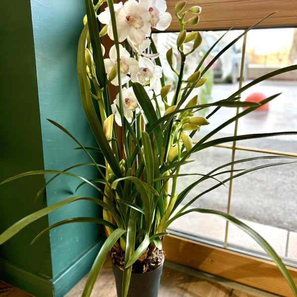 Орхидея Цимбидиум в горшке