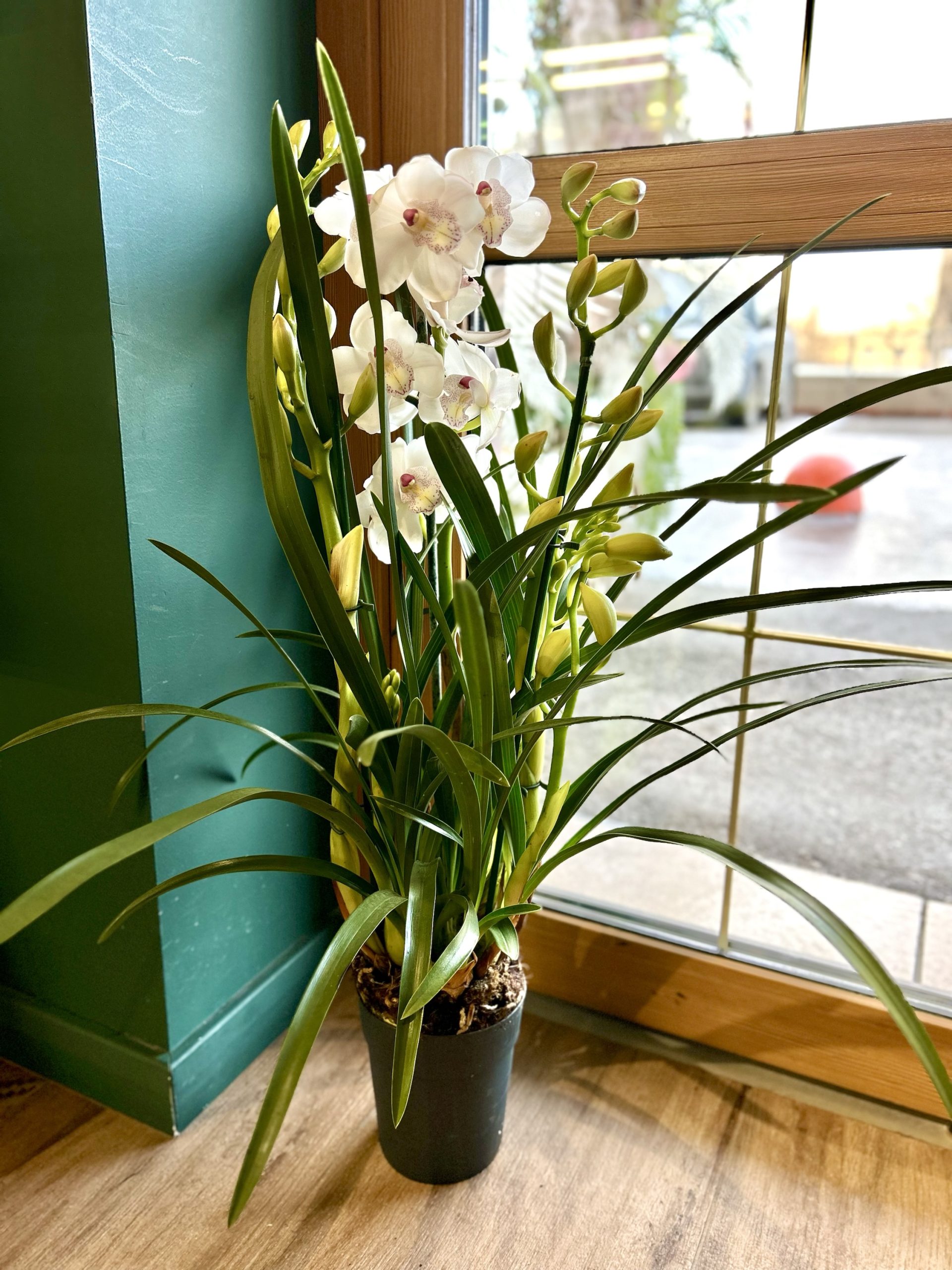 img_3252 Орхидея Цимбидиум в горшке — изображение 1