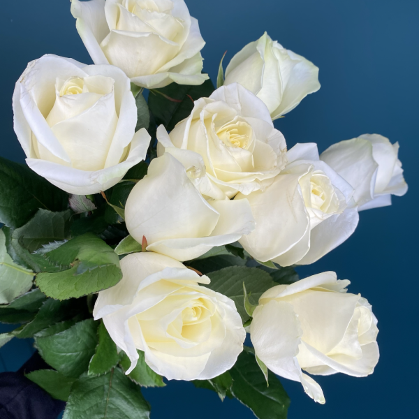 Букет из 9 белых роз